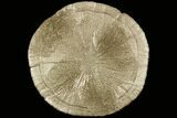 Large, Pyrite Sun - Sparta, Illinois #91013-1